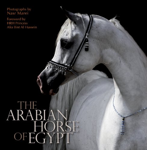 The Arabian Horse of Egypt
