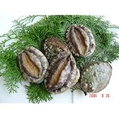 活き活き！蝦夷アワビ　1個　90ｇ