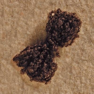 Tilda Doll's Hair, Dark Brown by Panduro Crafts