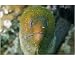 Photographic Print of Giant moray, Gymnothorax javanicus, Rongelap, Marshall Islands, Micronesia from Specialist Stock