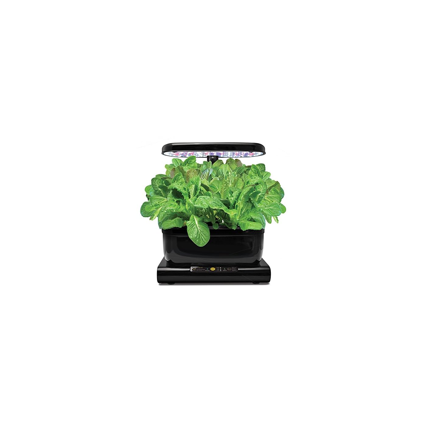 Grow Romaine Lettuce In Containers Container Garden Club