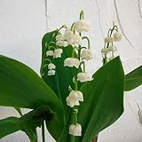 ドイツすずらん：白花3芽入り3.5号2鉢セット[促成栽培品 涼やかな白い花が楽しめます！]