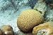 Wallmonkeys Peel and Stick Wall Decals - Brain Coral. Bonaire. - Removable Graphic