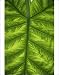 Photographic Prints of Colocasia indica leaf from Science Photo Library