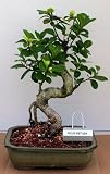 LOUSBONSAINURSERY TRAINED FICUS RETUSA (INDOORS) BONSAI TREE