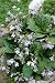 Pflanzenset: 3 x Haberlea rhodopensis - Haberlee