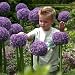 Allium Bulbs Gladiator Allium Bulbs Gladiator