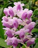 Aerides odorata
