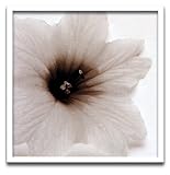 �s�t�H�g�t���[���tjk driggs�@Blossom[Three]�i�u���b�T��3�j