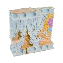 3B Scientific T21001 Plant Anatomy Model of Leaf Structure, 11.4" x 11.4" x 3.3"