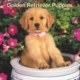Golden Retriever Puppies 2009 Wall Calendar 12 X 12