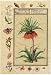 India Nature Study I - Illuminations Art Print Poster 11 x 16