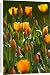 Canvas Prints of Flowers in bloom during springtime at the Keukenhof bulb fields in the from ClownFish Photo