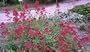 Red Jupiter's Beard Perennial 4 Plants-Centranthus