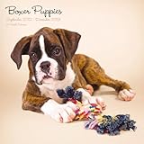 Magnet & Steel Boxer Puppies Cute Wall Calendar