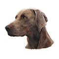 Aufkl. Weimaraner, grau, (K)