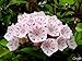 50 MOUNTAIN LAUREL White Pink Red Kalmia Latifolia Shrub Bush Seeds * Comb S/H