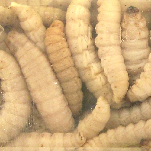 Preserved Wax Worms