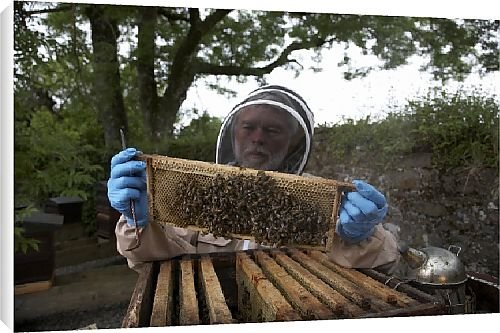 Canvas Prints of Best of British from Country Life 