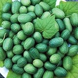 【PLANT】Heirloom Cucumber Mexican Sour Gherkin エアルーム・キューカンバー・メキシカン・サワー・ガーキン(4苗)*予約商品 ◆自社にて播種した種子からの自根苗です。◆お届け予定時期:5月GW明け〜中旬頃。*ベジタブルプランツ(トマト苗は除く)は6セットまでは100cmサイズ1小口で同梱出来ます。 【PLANT】Heirloom Cucumber Mexican Sour Gherkin エアルーム・キューカンバー・メキシカン・サワー・ガーキン(4苗)*予約商品 ◆自社にて播種した種子からの自根苗です。◆お届け予定時期:5月GW明け〜中旬頃。*ベジタブルプランツ(トマト苗は除く)は6セットまでは100cmサイズ1小口で同梱出来ます。