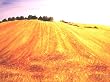 Field after Harvest in Yavne - Israel Oil Painting