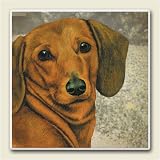 AbsorbaStone Coaster set~ Dachshund ~4 Tile Drink Coasters ~ code 835C