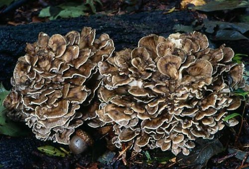 Maitake Mushroom Mycelium Plug Spawn - 100 Count - Grow Edible Gourmet & Medicinal Fungi On Trees & Logs Maitake Mushroom Mycelium Plug Spawn - 100 Count - Grow Edible Gourmet & Medicinal Fungi On Trees & Logs