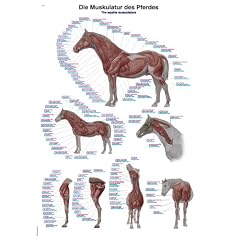 VL710 Erler-Zimmer Lehrtafel Die Muskulatur des Pferdes, 50x70cm