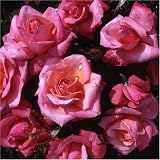 Review World of Roses  / Silver Jubilee