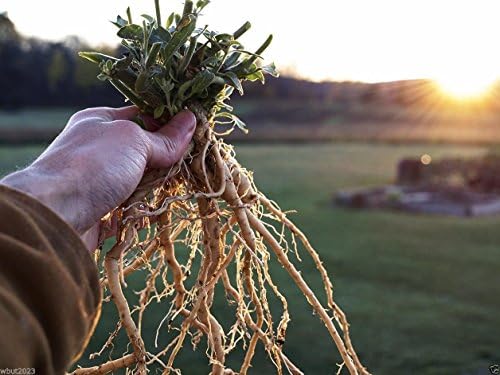 Ashwagandha Seeds a.K.a. Indian Ginseng, Winter cherry - Withania Somnifera (50 Seeds)
