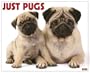 Just Pugs