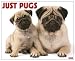 Just Pugs 2010 Calendar
