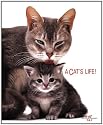 Cat's Life