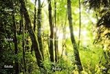 IMAGE OF Wallmonkeys Peel and Stick Wall Decals - Forest - 72