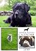 labrador28  - Labrador Retriever 2010 Wall Calendar