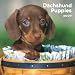   - Dachshund Puppies 2009 7X7 Mini Wall Calendar