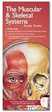 Muscular and Skeletal Systems: Study Guide (Anatomical Chart Company's Illustrated Pocket Anatomy): Study Guide (Anatomical Chart Company's Illustrated Pocket Anatomy)