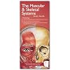 Anatomical Chart Company's Illustrated Pocket Anatomy: The Muscular & Skeletal Systems Study Guide