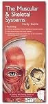Anatomical Chart Company's Illustrated Pocket Anatomy: The Muscular & Skeletal Systems Study Guide (Illustrated Pocket Anatomy)