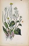 FLOWERING PLANTS WORM SEED TREACLE MUSTARD OLD PRINT