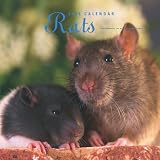 Rats 2009 Square Wall Calendar