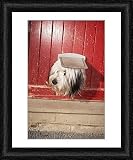 Framed Print of DOG - Looking out of cat flap from Ardea