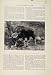 Gaur Bull The Encyclopedia Of Sport Animals C1898 Print