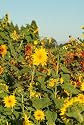 Sunflower Seed Mix- Covers 50 Square Feet!