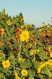 Sunflower Seed Mix- Covers 50 Square Feet!