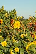 Floral Sunflower Seed Mix- Covers 50 Square Feet!