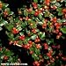 ROCKSPRAY COTONEASTER - COTONEASTER HORIZONTALIS - GREAT GARDEN OR BONSAI - 10 SEEDS