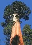 Tropica - Berg - Mammutbaum (Sequoiad...