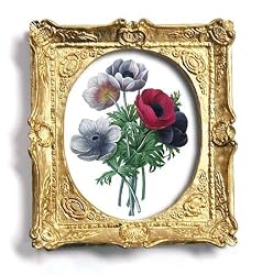 Anemone Simplex - Gold Frame Magnet with pop-out easel (2-3/4" x 2-1/2")