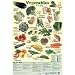 A Lesson In Food 5-A-Day Vegetables Children's Educational Mini Poster 60x40cm